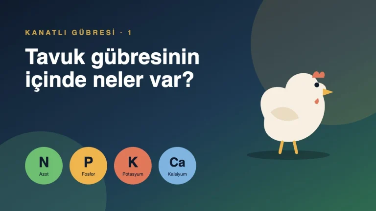 Tavuk gübresinin içeriği: azot, fosfor, potasyum, kalsiyum